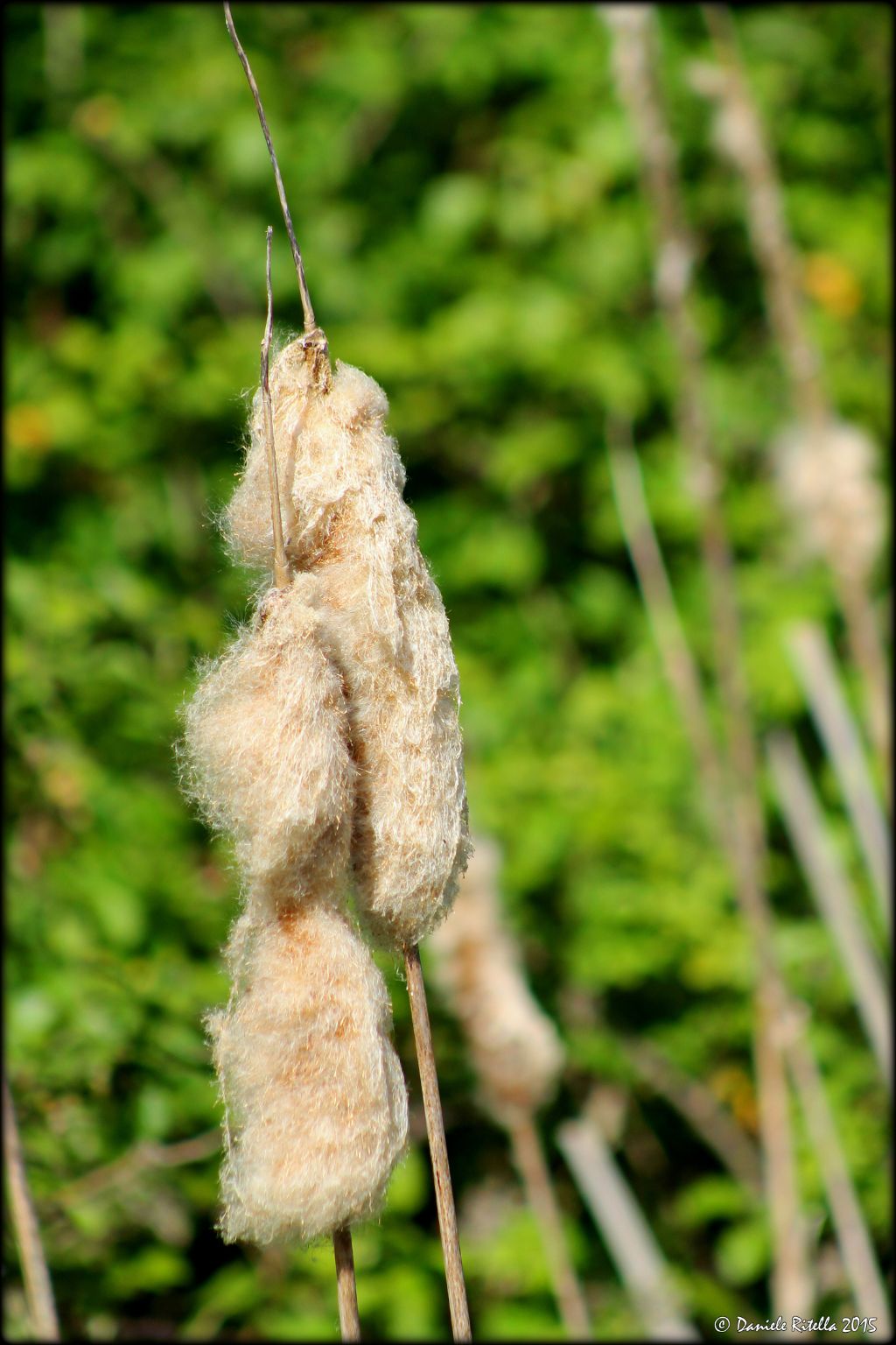 Typha sp.